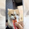 怒っているようにしか見えない！尖りながらおやつを食べる猫さんが話題