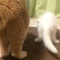 先住猫より『ずっと小さかった子猫』→11年後…劇的なビフォーアフターが40…