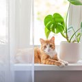 猫が命を落とす『危険な植物』5選　誤って口にしたときの症状や対処法まで…