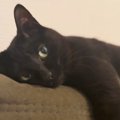 天気を気にする飼い主さん→隣には『くつろぐ黒猫』がいて…表情が可愛…