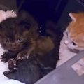 母猫に“育児放棄”された３匹の子猫→ミルクがうまく飲めず、点滴をしていた…