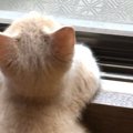 猫は後頭部だけでも可愛い！ねこを後ろから愛でる写真集