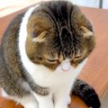 外出中のママを探し回る猫→帰りが待ちきれず、玄関で…見守りカメラがとら…