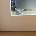 猫による通せんぼ！ドアの前で寝ちゃうのはなぜ？５つの理由