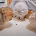 お家に現れた『小さな虫』→気付いた"子猫たち"が総出で撃退…