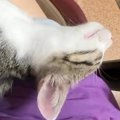 膝の上でお昼寝する『生後3か月の保護子猫』→足先に触れてみると…あまりに…