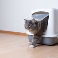 猫が喜ぶ『トイレの設置場所』の条件4選　愛猫にもたらすメリットや気…