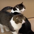 「誰ニャ？」髪型を変えたママさんを見た猫ちゃんたち