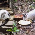 2本足で懸命に生きる子猫…保護され美しい姿に大変身！