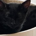 ペットベッドの上でくつろぐ2匹の黒猫…まるで巨大な蜘蛛のような『衝…