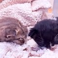 カラスに襲われていた２匹の赤ちゃん猫を保護→ミルクを全然飲めず心配…