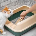 猫の『ウンチがいつもより臭い』ときの原因4つ　においが強まる理由や改善…