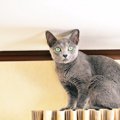 猫がフリーズして動かなくなる７つのシチュエーション