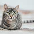 猫の『顔にある模様』の呼び名を知ってますか？おでこのMやアイライン…