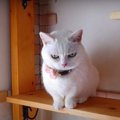 マンチカンの猫きょうだいが仲良くお昼寝♡ 寝心地を確かめるように移…