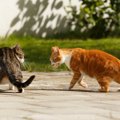 猫が『降参している』ときにするサイン3つ　勝ち負けが決まる要因や暗黙の…