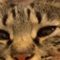 くつろいでいる猫の口元に指をあててみると…「口の形がたまらん」可愛…