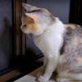 網戸越しの戦い！猫ちゃんvs天敵カナブン