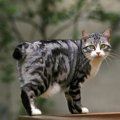 【獣医師監修】ジャパニーズボブテイルは飼いやすい？猫種の性格や飼う前…