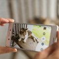 迷子猫を探すツール「ドコノコ」を知っていますか？
