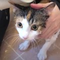 恐怖のお風呂？猫ちゃんのノミ退治！