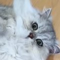 暑い夏、猫たちを見ると無防備な姿でくつろいでいて…「なんて可愛いん…