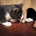 猫が「守り神」と言われる６つの理由