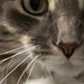 『まさかの場所』に乗ってくつろいでいた猫…驚きの光景に「安らげるのかな…