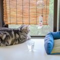 猫が心地よく過ごせる『夏の室内環境』のポイント3つ　暑さを和らげる…