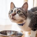 猫が食べているのに『痩せていく』ときの原因4選　愛猫の体重を増やす方法…