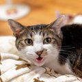 猫が『気まぐれ』な態度をみせる理由3つ　機嫌が左右される要因や上手な付…
