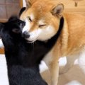 猫と柴犬が親子喧嘩をした結果…まさかの『反省の仕方』が可愛すぎると…