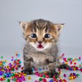 猫が『誤飲・誤食』した時の症状3つ！飼い主が確認すべきことや病院で…