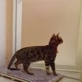 飼い主さんのお風呂を待つ健気な猫さん♪