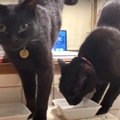 とってもフリースタイル！？双子猫ちゃんの水の飲み方がスゴい♡