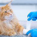 猫の『ミネラル不足』が原因の病気4つ　不足しないための対策とは