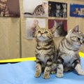 「ふれあい猫展」で世界中の猫たちと触れ合おう！内容や開催予定