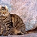 【獣医師監修】アメリカンカールの平均寿命は何年？長生きのポイントや病…