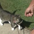 猫のお散歩が上手にできる方法をエキスパートが伝授！