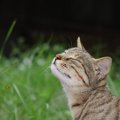 猫の『嗅覚』はスゴイ！4つの豆知識　ニオイを感じるのは鼻だけじゃな…