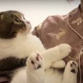 『一緒に寝よう♡』飼い主さんを誘う甘えん坊な猫ちゃん