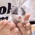 獣医に『厳しい』と告げられてしまった衰弱した子猫→諦めずにお世話し続け…