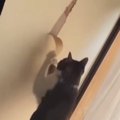 破れかけた『ふすま』を放置していたら、ネコが…２週間後の『衝撃的な光景…