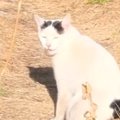 『足を引きずる野良猫』を家族に迎えた結果…驚きの展開と３年が経った…