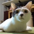 猫ちゃんがだらけポーズになる瞬間を撮ることに成功！