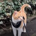 お散歩大好き猫ちゃん♡凛々しいお顔でいってきます！