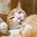 猫が急に『グルーミングしなくなった』ときに考えられる理由3選　注意すべ…