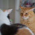 猫が『危険を察している』ときに表れるサイン4つ　見られがちな場面や落ち…