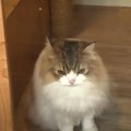 『寂しい…』初めてペットホテルでお泊まりした猫くん