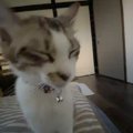 「可愛すぎて胸が苦しい」寝ぼけながらトコトコと歩いてきた子猫→予想外の…
